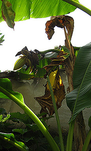 Bananenblüte Bananenblüte