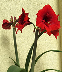 Blühende Amarayllis Blühende Amarayllis