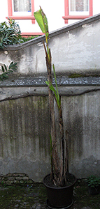 Nach der 'Enthüllung' Nach der 'Enthüllung'