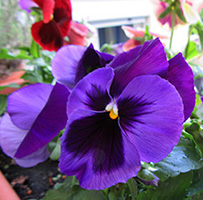 Und wer ist die Schönste? Und wer ist die Schönste?