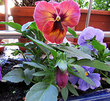 Und wer ist die Schönste? Und wer ist die Schönste?