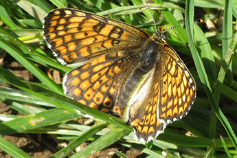 Wegerich-Scheckenfalter (Melitaea cinxia)(?)