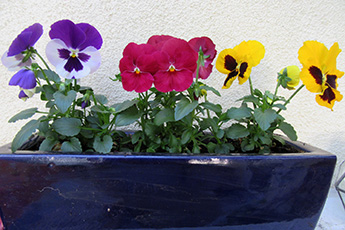 Viele bunte Stiefmütterchen Viele bunte Stiefmütterchen