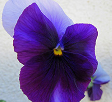 Und wer ist die Schönste? Und wer ist die Schönste?