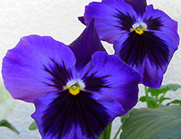 Und wer ist die Schönste? Und wer ist die Schönste?