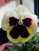 Und wer ist die Schönste? Und wer ist die Schönste?