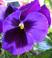 Und wer ist die Schönste? Und wer ist die Schönste?