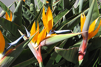 Strelizien Strelizien