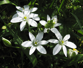 Dolden-Milchstern (Ornithogalum umbellatum)