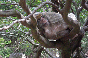 im Waldgehege für Berberaffen im Waldgehege für Berberaffen