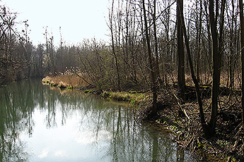 Altrhein bei Sasbach Altrhein bei Sasbach