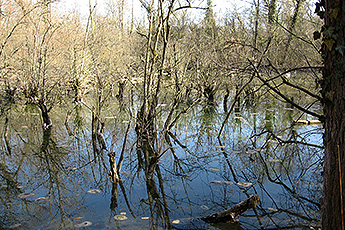 Auwald bei Burkhaim Auwald bei Burkhaim