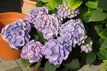 Blaue Hortensie Blaue Hortensie