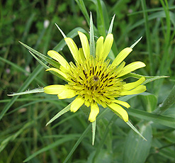 Großer Bocksbart (Tragopogon dubius) Großer Bocksbart (Tragopogon dubius)
