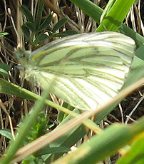 Grünader- oder Raps-Weißling (Pieris napi) Grünader- oder Raps-Weißling (Pieris napi)