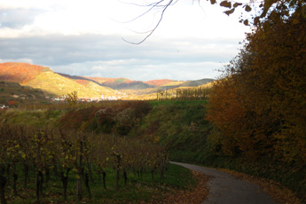 Der Kaiserstuhl im November