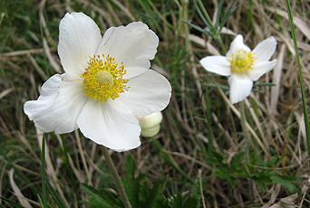 Kaiserstuhl-Anemone
