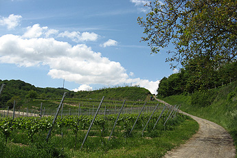 Weg zum Vogelsangpass