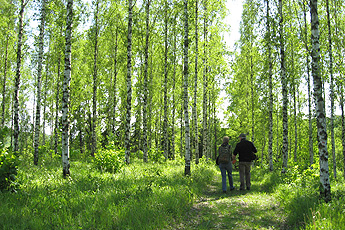 Arboretum Liliental: Eisbirken