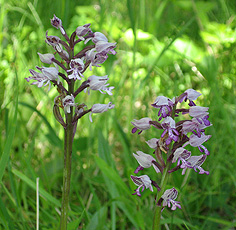 Orchis militaris Orchis militaris