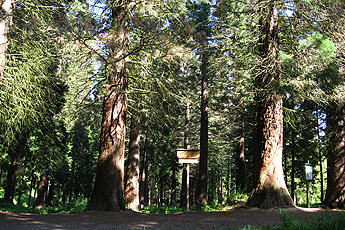 Wald der Mammutbäume Wald der Mammutbäume