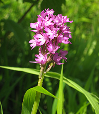 Anacamptis pyramidalis