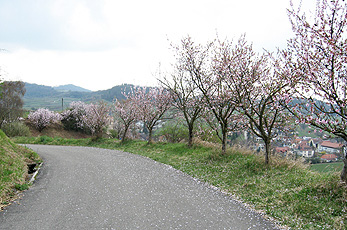 Mandelblüte im März Mandelblüte im März