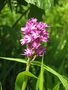 Pyramidenorchis Pyramidenorchis