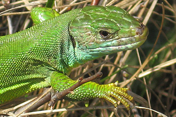 Westliche Smaragdeidechse (Lacerta bilineata*) Westliche Smaragdeidechse (Lacerta bilineata*)