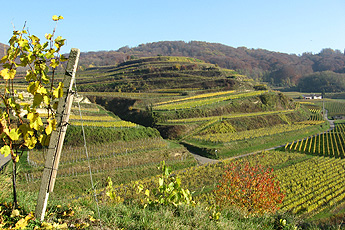 Weinterrassen Weinterrassen