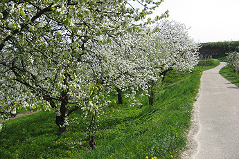 Blühende Kirschbäume