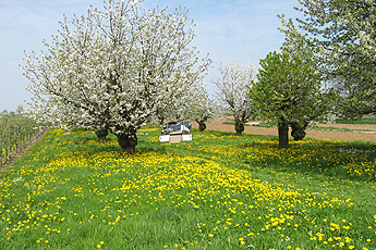 Der Frühling ist da