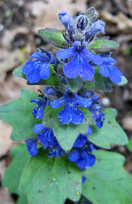 Kriechender Günsel (Ajuga reptans) Kriechender Günsel (Ajuga reptans)