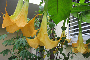 Die gelbe Datura voll erblüht