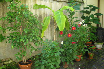 Hof der Sprachpension