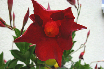 Mandevilla