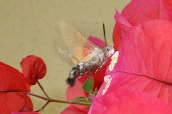 Taubenschwänzchen (Macroglossum stellatarum)