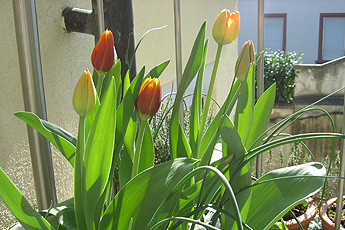 Tulpen Tulpen