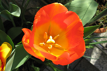 Tulpen Tulpen
