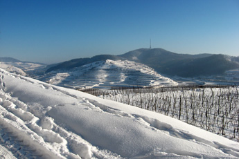 Winter im Kaiserstuhl Winter im Kaiserstuhl
