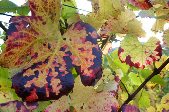 Buntes Weinlaub nach der Traubenlese Buntes Weinlaub nach der Traubenlese